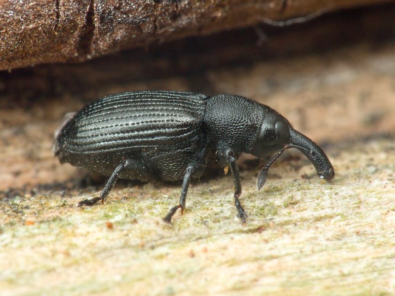 Magdalis (Odontomagdalis) armigera (Geoffroy, 1785)